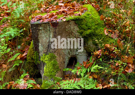 Le hêtre commun (Fagus sylvatica), vieux arbres moussus, des chicots, Basse-Saxe, Allemagne Osterholz, Brundorf Banque D'Images