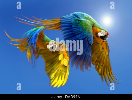 Ara bleu et jaune, bleu et or, Ara bleu et or, Ara bleu et jaune Ara ararauna (ARA), deux oiseaux volant devant le soleil à un ciel bleu clair Banque D'Images