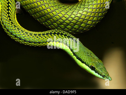 Serpent parrot (Leptophis diplotropis), portrait, Mexique Banque D'Images