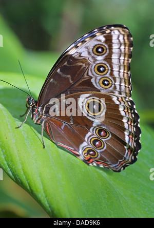 Morpho peleides morpho (bleu), assis sur une feuille Banque D'Images