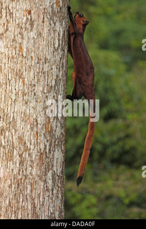 Red Giant flying squirrel (Petaurista petaurista), en train d'accumuler un tronc d'arbre, Malaisie, Sabah, Centre de découverte de la forêt tropicale Banque D'Images