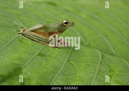 Wallace's flying frog (Rhacophorus nigropalmatus), assis sur une feuille, la Malaisie, Sabah, Danum Valley Banque D'Images