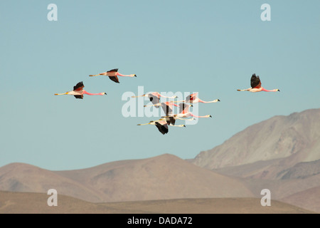 Flamant des Andes (Phoenicoparrus andinus), groupe flying, Chili, Norte Grande, Parc National Lauca Banque D'Images