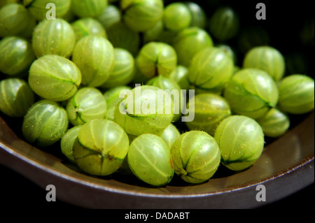 Groseilles vertes aux fruits frais d'été - Ribes uva-crispa Banque D'Images