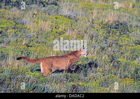 Puma, Mountain lion, le couguar (Puma concolor, Profelis concolor, Felis concolor), le saut, le Chili, l'Ultima Esperanza, Parc National Torres del Paine Banque D'Images