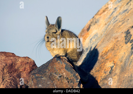 Chinchillon, vizcacha serrana (Lagidium viscacia), dormir sur un des rochers, Chili, Norte Grande, Parc National Lauca Banque D'Images