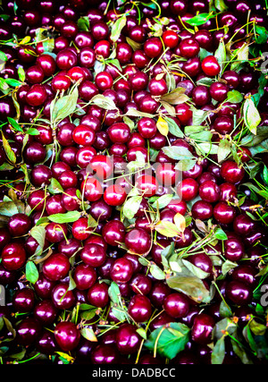 Les cerises dans un groupe. L'arrière-plan. Banque D'Images