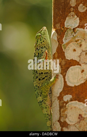 Caméléon (Chamaeleo gracilis gracieux), l'escalade sur le tronc de l'arbre, la République centrafricaine, Sangha-Mbaere Dzanga Sangha, Banque D'Images