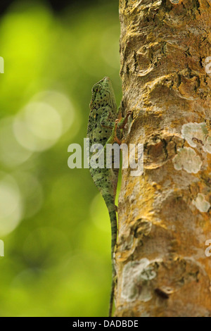 Caméléon (Chamaeleo gracilis gracieux), l'escalade sur le tronc de l'arbre, la République centrafricaine, Sangha-Mbaere Dzanga Sangha, Banque D'Images