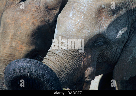 Éléphant de forêt, l'éléphant africain (Loxodonta cyclotis, Loxodonta Africana cyclotis), portrait d'un sous des profils, la République centrafricaine, Sangha-Mbaere Dzanga Sangha, Banque D'Images