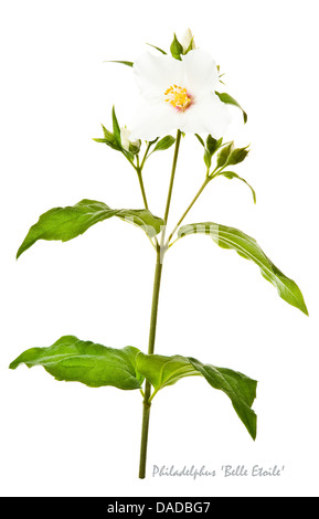 Seringat (Philadelphus) 'Belle Etoile' fleurs et bourgeons sur le fond blanc de Jardin Prix juillet mérite England UK Europe Banque D'Images