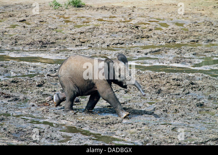 Éléphant de forêt, l'éléphant africain (Loxodonta cyclotis, Loxodonta Africana cyclotis), la trompette s'exécute dans un forsest boueux de compensation, de République centrafricaine, Sangha-Mbaere Dzanga Sangha, Banque D'Images