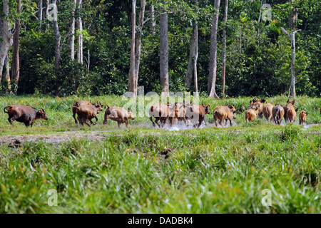 Buffle de forêt, Bushcow (Syncerus caffer nanus, Syncerus nanus), s'échapper de la Porcupine, République centrafricaine, Sangha-Mbaere Dzanga Sangha, Banque D'Images