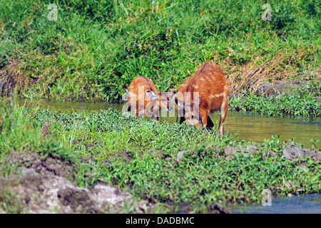 Sitatunga (Tragelaphus spekei, Tragelaphus spekii), Mère avec enfant boire à côté du ruisseau, la République centrafricaine, Sangha-Mbaere Dzanga Sangha, Banque D'Images