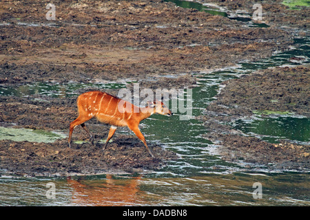 Sitatunga (Tragelaphus spekei, Tragelaphus spekii), femme approcher avec prudence à trou d'eau, la République centrafricaine, Sangha-Mbaere Dzanga Sangha, Banque D'Images