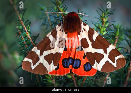 Jardin Tiger Moth (Arctia caja), assis sur une usine, Allemagne Banque D'Images