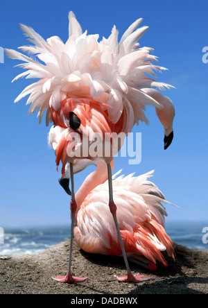 Flamant rose (Phoenicopterus roseus, Phoenicopterus ruber roseus), couple dans la niche sur une colline à la mer Méditerranée, en France, en Camargue Banque D'Images