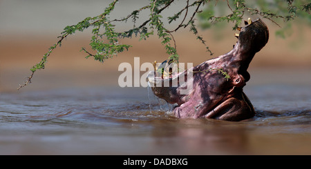 Hippopotame, hippopotame, hippopotame commun (Hippopotamus amphibius), dans l'eau avec la bouche ouverte, au Kenya Banque D'Images