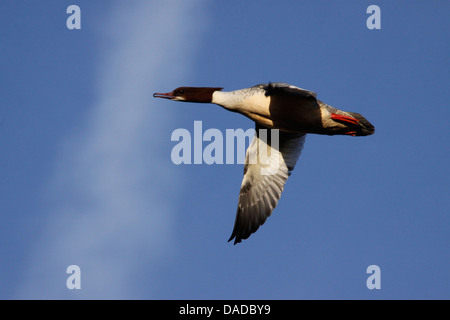 Harle bièvre (Mergus merganser), voler, Allemagne Banque D'Images