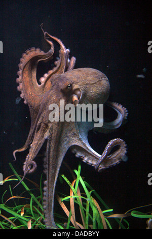 Poulpe commun, Octopus, Atlantique commun européen commun poulpe (Octopus vulgaris), natation Banque D'Images