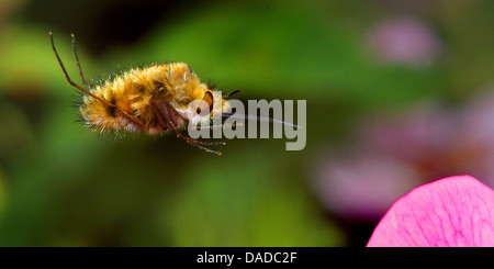 Beeflies (Bombylius major), approche d'une fleur, Allemagne Banque D'Images