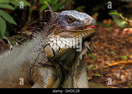 Iguane vert, Iguana iguana iguana (commune), sticking tongue out Banque D'Images