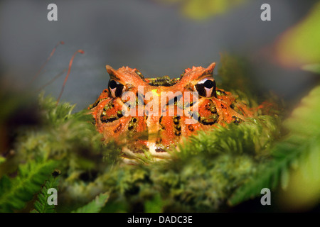 Cranwell's horned frog (Ceratophrys cranwelli), portrait, Guyane Banque D'Images