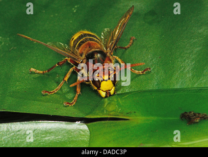 Hornet, brown, hornet hornet Européen (Vespa crabro), boire, Allemagne Banque D'Images