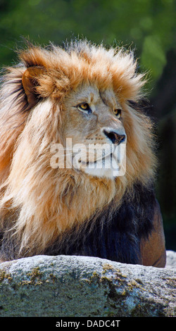 Lion d'Asie (Panthera leo persica), homme reposant sur un rocher, l'Inde Banque D'Images