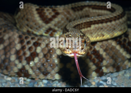 Crotale néotropicale, cascabel (Crotalus durissus terrificus, Crotalus), d'effleurement Banque D'Images