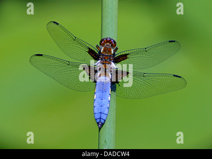 À corps large libellula, large taille chaser (Libellula depressa), homme assis à une pousse, Allemagne Banque D'Images