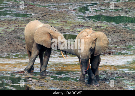 Éléphant de forêt, l'éléphant africain (Loxodonta cyclotis, Loxodonta Africana cyclotis), deux éléphants dans une clairière dans la forêt boueuse, la République centrafricaine, Sangha-Mbaere Dzanga Sangha, Banque D'Images