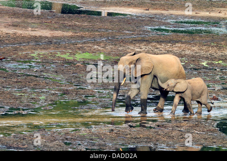 Éléphant de forêt, l'éléphant africain (Loxodonta cyclotis, Loxodonta Africana cyclotis), mère et petit passage d'une clairière dans la forêt boueuse, la République centrafricaine, Sangha-Mbaere Dzangasangha, Banque D'Images