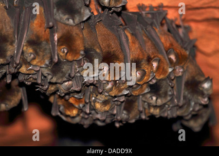 Noack's Roundleaf Bat (Hipposideros ruber), dans une grotte près de Bai Hokou, République centrafricaine, Sangha-Mbaere Dzanga Sangha, Banque D'Images