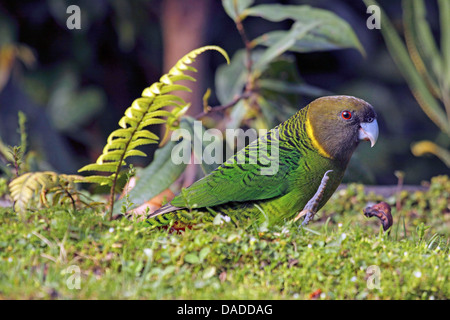 Apostrophe (Psittacella brehmii parrot), assis sur le sol, la Papouasie-Nouvelle-Guinée, l'ouest des Highlands , Kumul Lodge Banque D'Images