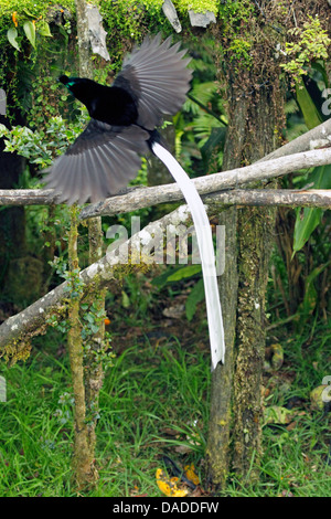 À queue ruban oiseau du paradis (Astrapia mayeri), homme battant, la Papouasie-Nouvelle-Guinée, l'ouest des Highlands , Kumul Banque D'Images