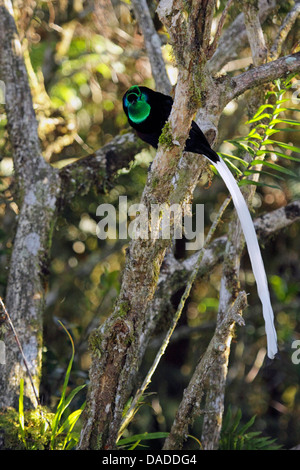 À queue ruban oiseau du paradis (Astrapia mayeri), homme assis sur une branche, la Papouasie-Nouvelle-Guinée, l'ouest des Highlands , Kumul Banque D'Images