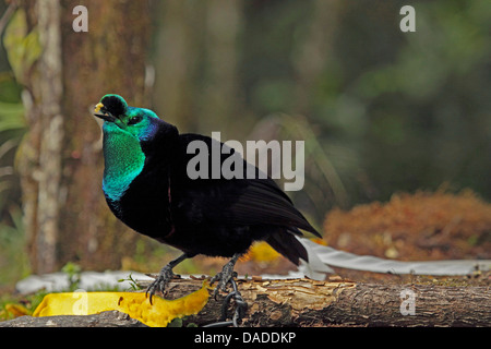 À queue ruban oiseau du paradis (Astrapia mayeri), homme d'alimentation, de la Papouasie-Nouvelle-Guinée, l'ouest des Highlands , Kumul Banque D'Images