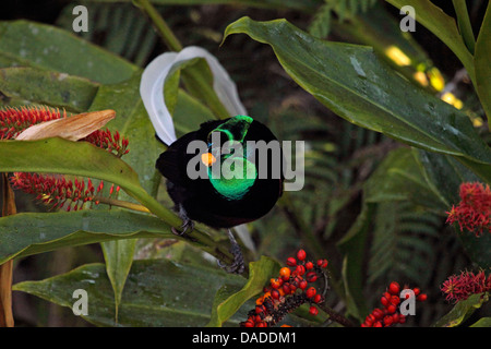 À queue ruban oiseau du paradis (Astrapia mayeri), homme avec berry dans le bec, la Papouasie-Nouvelle-Guinée, l'ouest des Highlands , Kumul Banque D'Images