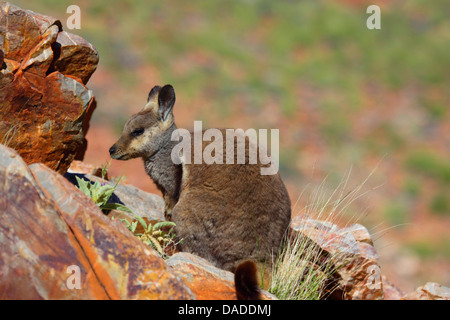 Black-footed rock wallaby (Petrogale lateralis), assis sur des rochers, de l'Australie, Territoire du Nord, l'Ouest MacDonnell, Ormiston Gorge Banque D'Images