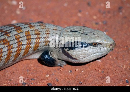 Centralian-bleu (Tiliqua multifasciata Scinque de langue maternelle), allongé sur la route dans l'outback, l'Australie, Australie occidentale, Gary Junction Road Banque D'Images