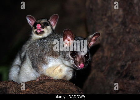 Possum à queue en brosse, Brushtail Possom (Trichosurus vulpecula), Femme avec enfant sur un arbre, l'Australie, Territoire du Nord, Howard Springs Banque D'Images