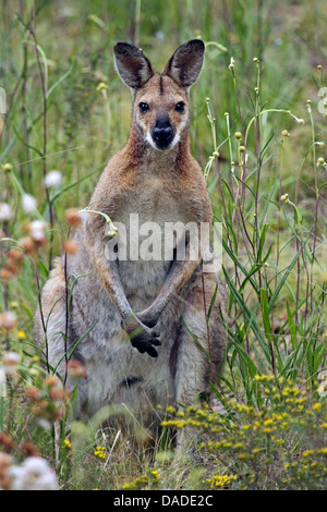 Red-necked wallaby Bennetts, Macropus rufogriseus Wallaby (, Wallabia rufogrisea), assis dans de grands gras, l'Australie, Nouvelle Galles du Sud, Warrumbungle National Park Banque D'Images