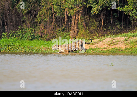 Jaguar (Panthera onca), femme entre dans la rivière, au Brésil, Pantanal, Rio Cuiaba Banque D'Images