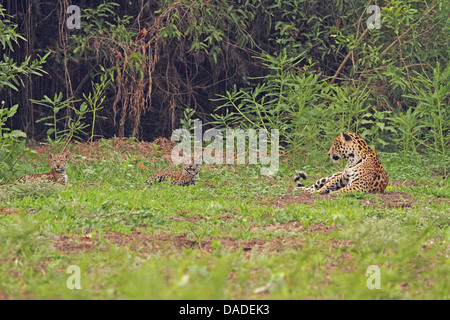 Jaguar (Panthera onca), femelle avec oursons, Brésil, Mato Grosso, Pantanal, Rio Cuiaba Banque D'Images