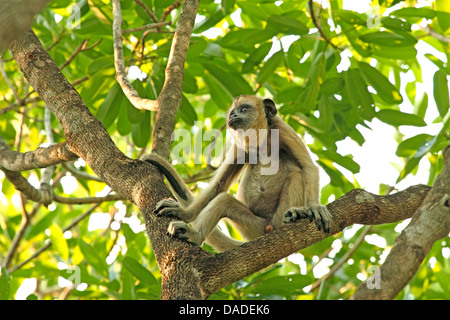 Singe hurleur noir (Alouatta caraya), juvénile en arbre, Brésil, Mato Grosso, Pantanal Banque D'Images