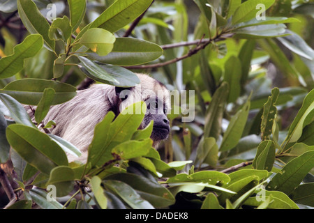 Singe hurleur noir (Alouatta caraya), femme entourée de feuilles, Brésil, Mato Grosso, Pantanal Banque D'Images