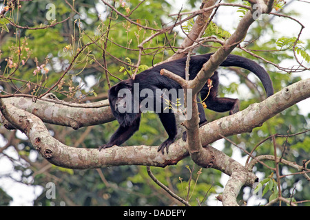 Singe hurleur noir (Alouatta caraya), marche à pied mâle en arbre, Brésil, Mato Grosso, Pantanal Banque D'Images