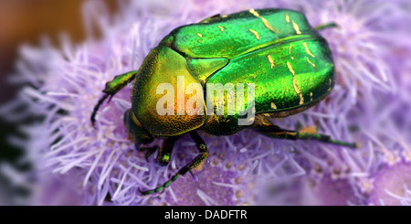 Chafer Cetonia aurata (rose), assis sur une fleur rose, Allemagne Banque D'Images