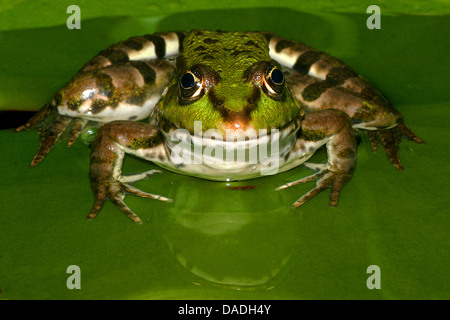 Grenouille comestible européen commun, edible frog (Rana kl. esculenta, Rana esculenta), assis sur une feuille dans l'eau peu profonde, Allemagne Banque D'Images